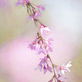 Abstract Higan Chery Blossom Branch