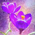 Our First Crocuses this Spring