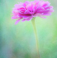 Painted Pink Zinnia