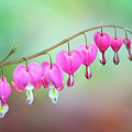 Beautiful Bleeding Hearts