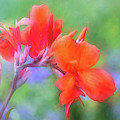 Painted Canna in the Evening Light