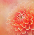 Sylvia - A Glorious Orange Dahlia