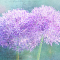 Allium Togetherness